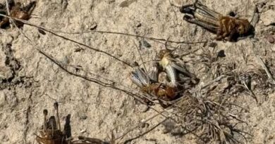 Аса қауіпті зиянкестерге қарсы химиялық өңдеу жұмыстары жүруде