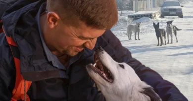 В эти дни в социальных сетях одной из наиболее обсуждаемых тем стали поправки в закон об ответственном обращении с животными.